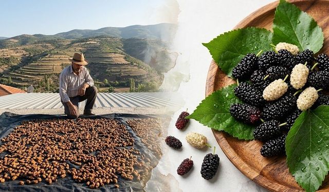 Diyarbakır'da yağışlar dut üreticisini sevindirdi