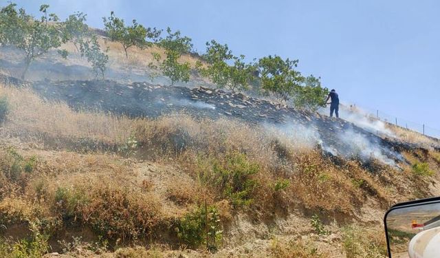 Fıstık ağaçları çıkan yangında küle döndü