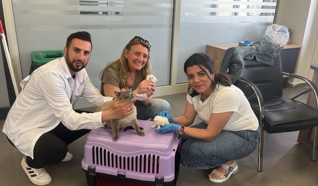 Diyarbakır'da sokak hayvanları için seferberlik