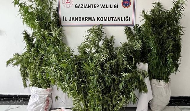 215 kök kenevir ele geçirildi