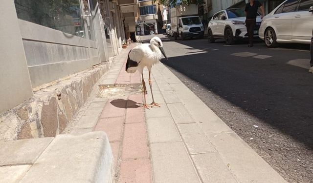 Yavru leyleğe esnaf yardım etti