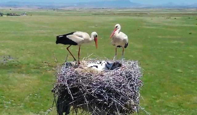 Göçmen kuşlara Dicle Elektrik koruması