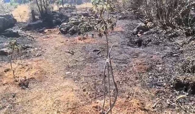 Diyarbakır’da örtü yangınında meyve ağaçları küle döndü