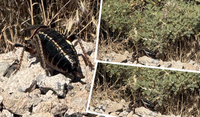 Karacadağ’da nadir tür “Yamyam Tombul Çekirge” görüntülendi