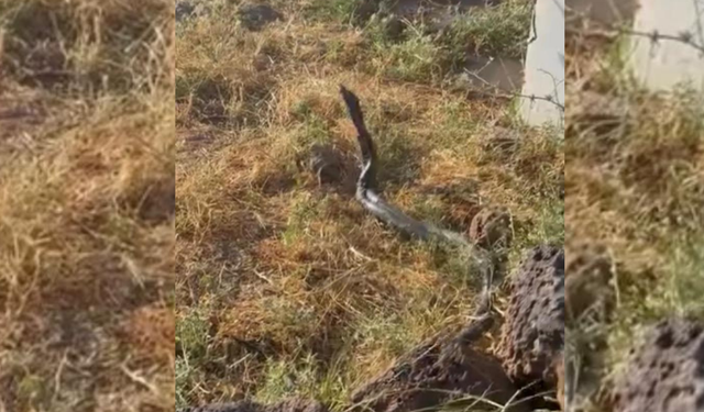 Diyarbakır'da sıcaklar dev yılanları ortaya çıkardı