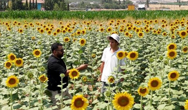 Şanlıurfa’da GAP bereketi: Tarlalarda ürün deseni değişti