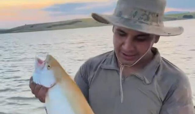 Sarı renkli albino alabalık görenleri şaşırttı