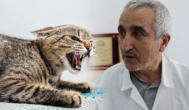 Diyarbakır’da kuduz vakasının ardından uzman uyardı: Tırmalama da risk taşıyor