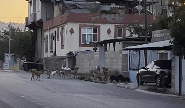 Başıboş sokak köpekler tedirgin ediyor
