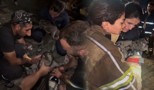 Diyarbakır’daki plaza yangınında yürek ısıtan anlar: İtfaiyeciler kediler için seferber oldu