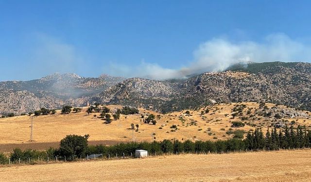 Diyarbakır’da örtü yangını ormanlık alana sıçradı