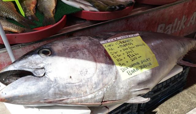 Elazığ’da dev orkinos şaşkınlığı! Tam 134 kilo