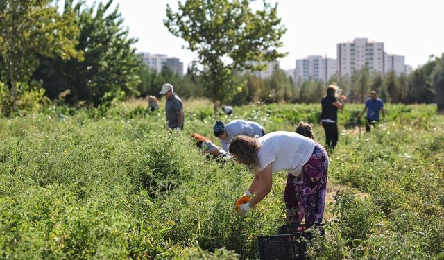Diyarbakır’da 7 dönümlük bostanda hasat başladı