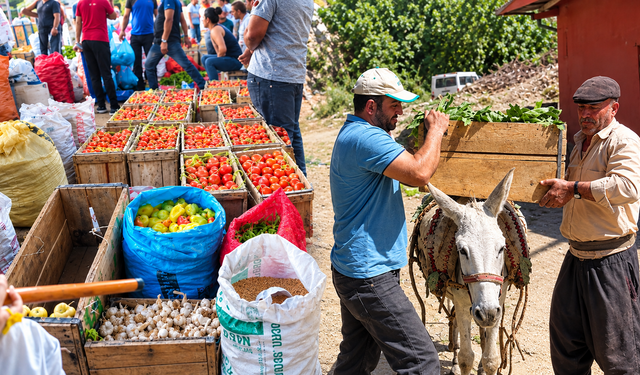Diyarbakır’da ata tohumu domates mesaisi: Hasat başladı
