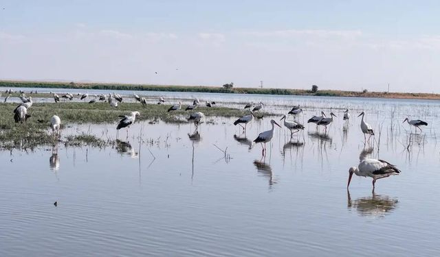 Diyarbakır'da göç öncesi kuş hareketliliği