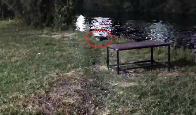 Diyarbakır’da Dicle Nehri kıyısında sürpriz görüntü!