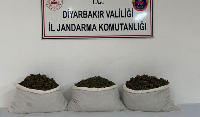 Diyarbakır’da uyuşturucu operasyonu: 253 bin kök kenevir ele geçirildi