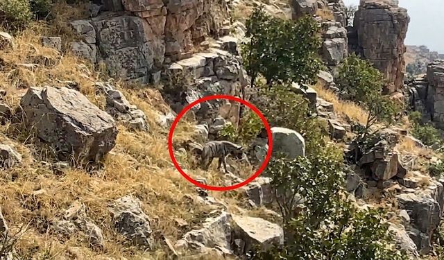 Batman’da nesli tehlike altındaki çizgili sırtlan görüntülendi