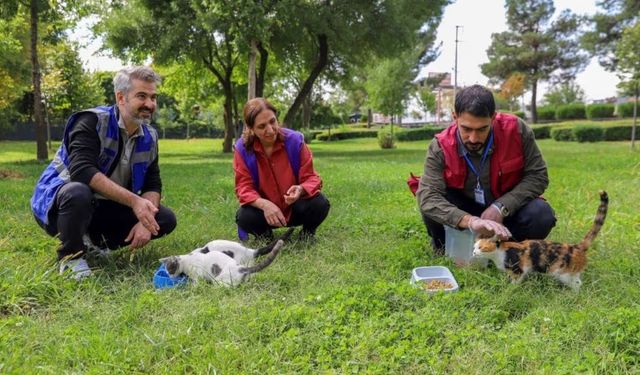 Diyarbakır’da sokak hayvanları için kış öncesi çağrı