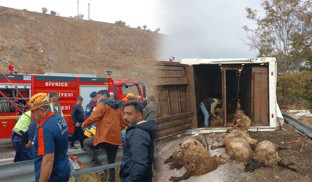 Elazığ-Diyarbakır yolunda kaza: Hayvanlar telef oldu