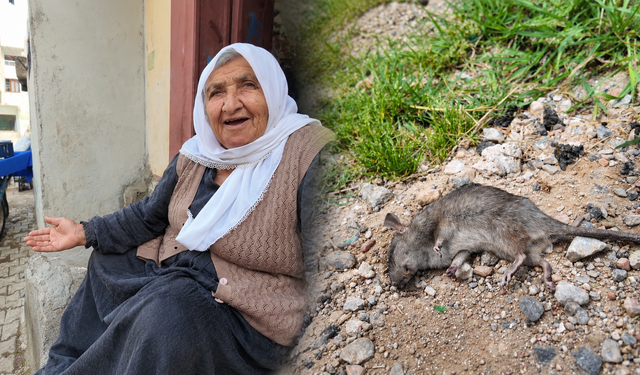 Diyarbakır’da “ürküten” tablo: Deprem sonrası fareler ev ve iş yerlerini sardı