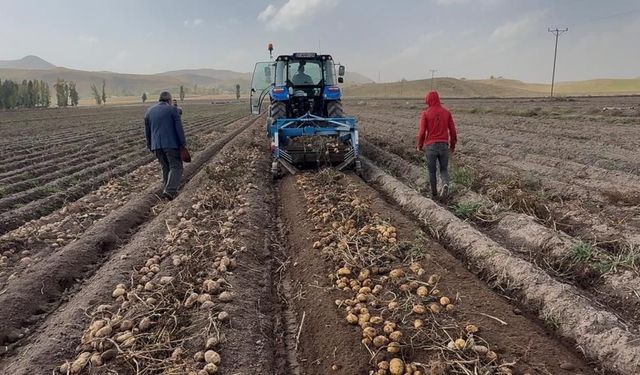 Cips fabrikalarına giden patatesin yolculuğu