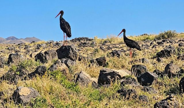 Diyarbakır’da leylek sürüsünde dikkat çeken görüntü