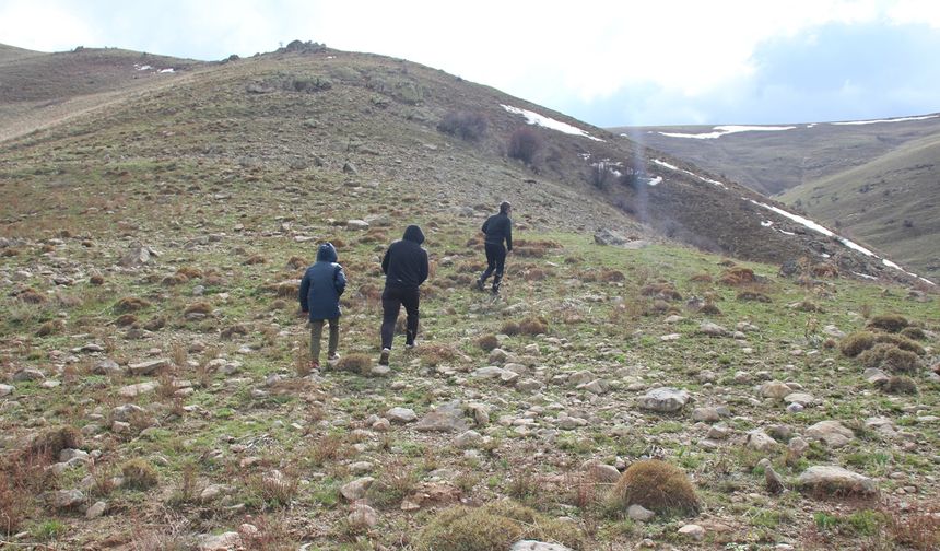Çiriş otu yeniden dağlarda