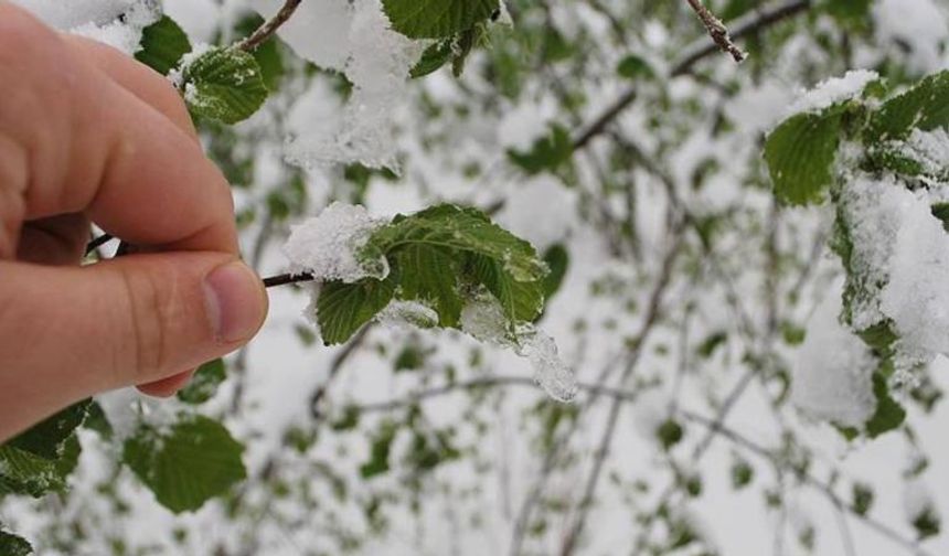 ÇKS kayıtlı çiftçiye zirai don desteği