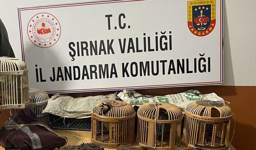 Şırnak'ta kaçak keklik operasyonu