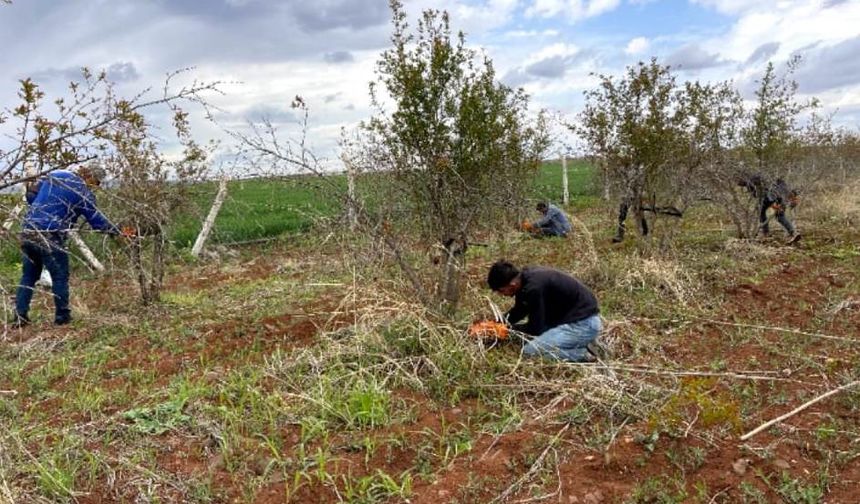 Suruç narında budama sezonu başladı