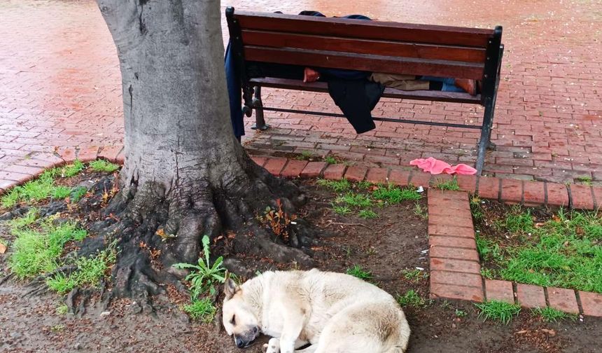 Uyuyan adamın başında nöbet tutan köpek görenleri duygulandırdı