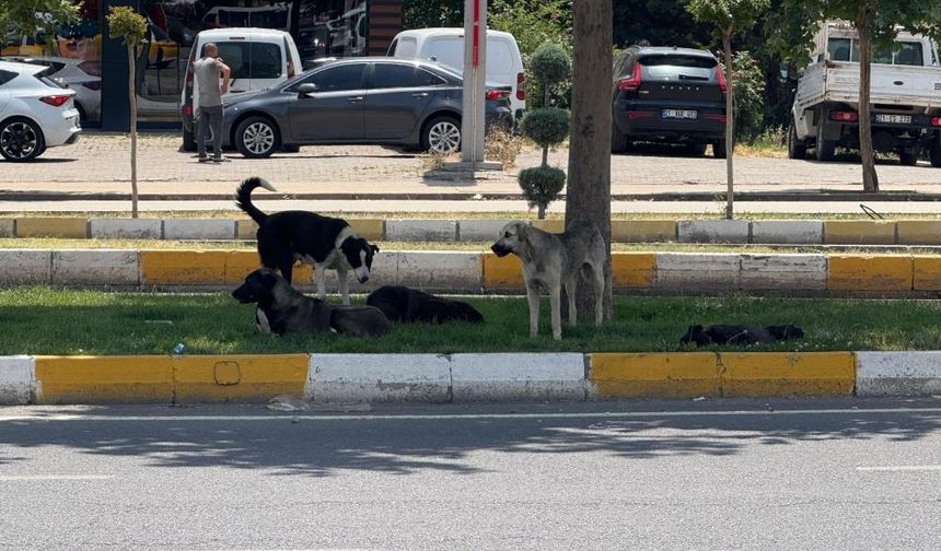Diyarbakır’da sürü halinde gezen köpekler tedirginlik yarattı