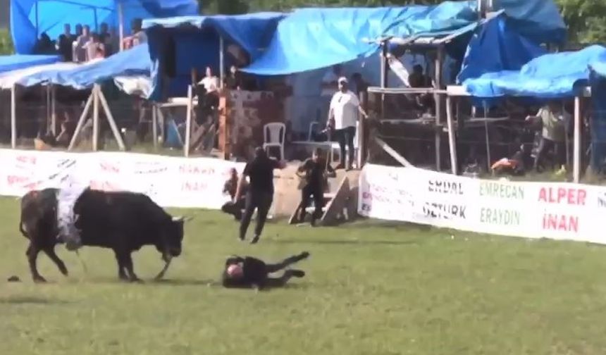 Şampiyon olan boğa sahibine saldırdı