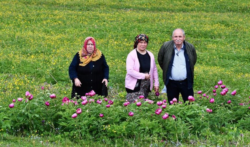 Bu çiçeği koparmanın cezası yarım milyon