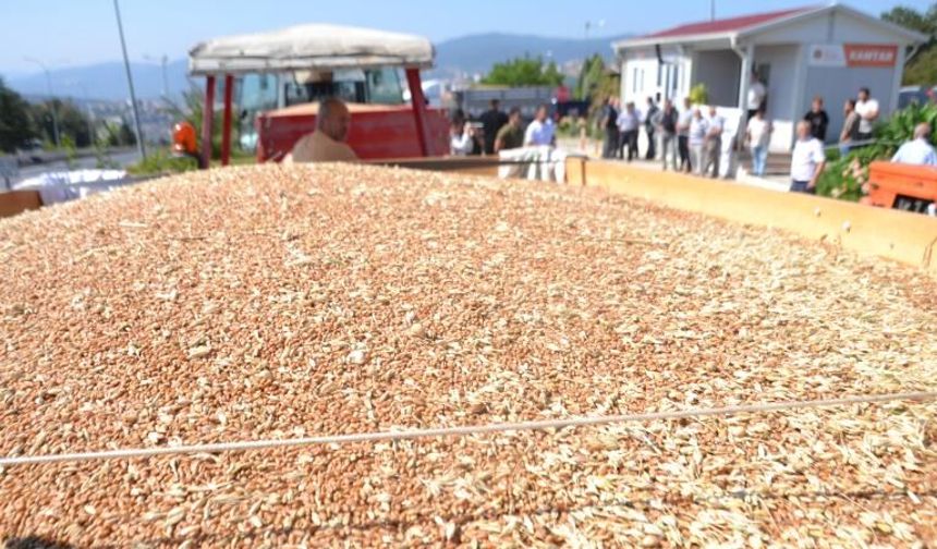 TMO raporu açıklandı: Hububat üretiminde yüzleri güldüren gelişme