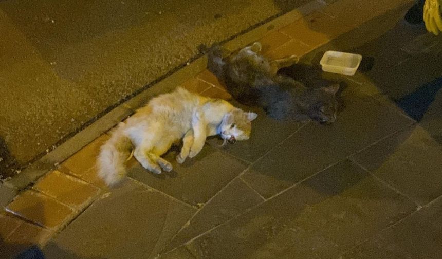 Diyarbakır’da acı veren görüntü; Ezilen kediler yol kenarına bırakıldı