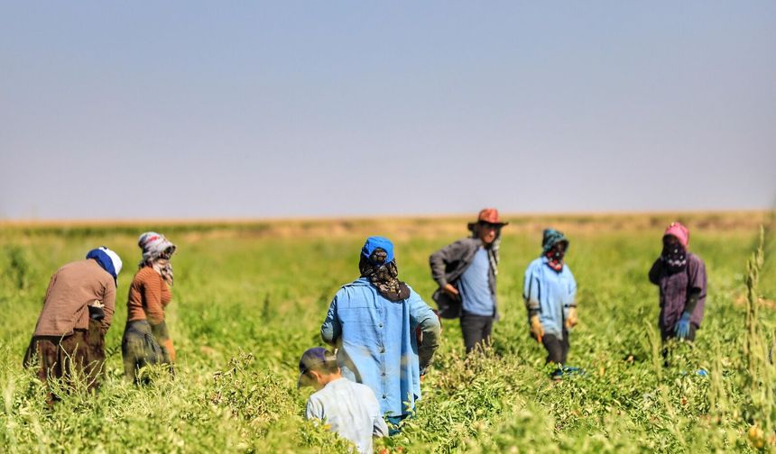 Diyarbakır’da tarım işçilerine yeni ücret düzeni
