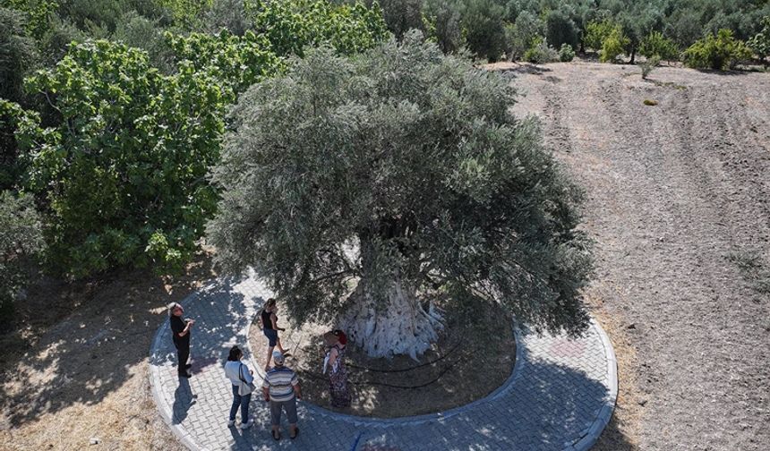 1316 yıllık zeytin ağacı hala meyve veriyor