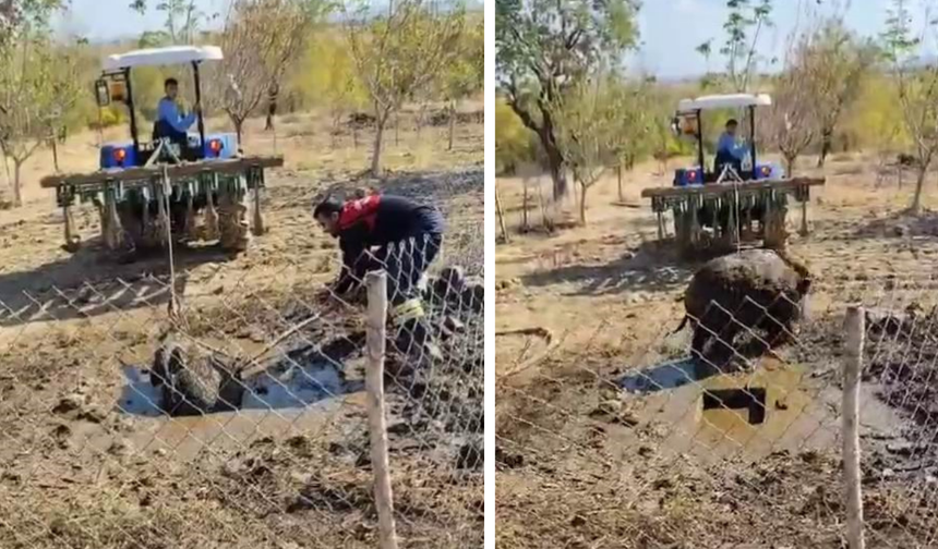 Diyarbakır’da septik kuyusuna düşen yaban domuzu kurtarıldı