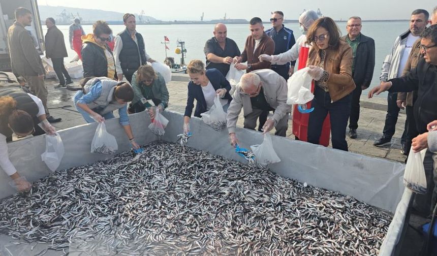 Hamsi Festivaline yoğun ilgi