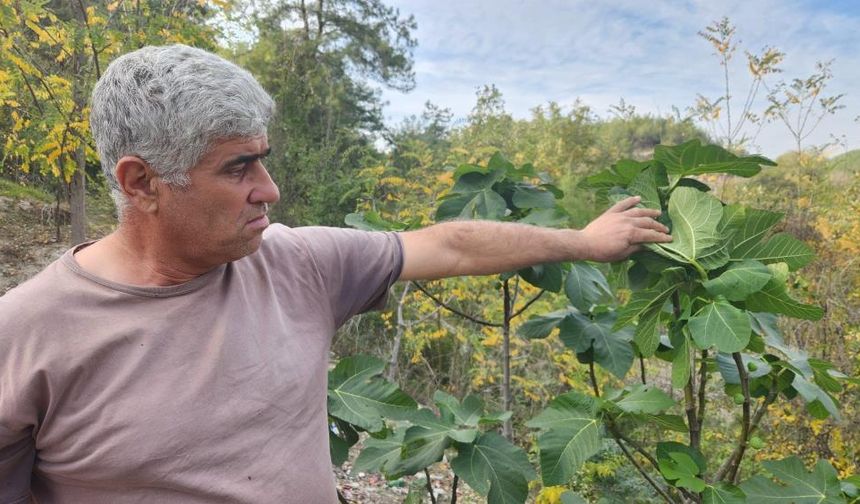 Mevsimi şaşıran incir ağaçları meyve verdi