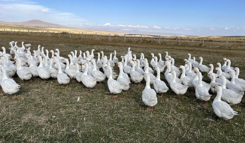 Doğu’nun kazları kesime hazır