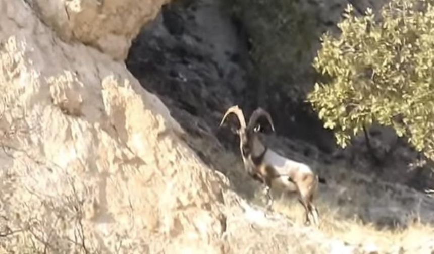 Diyarbakır'da dağ keçileri görüntülendi