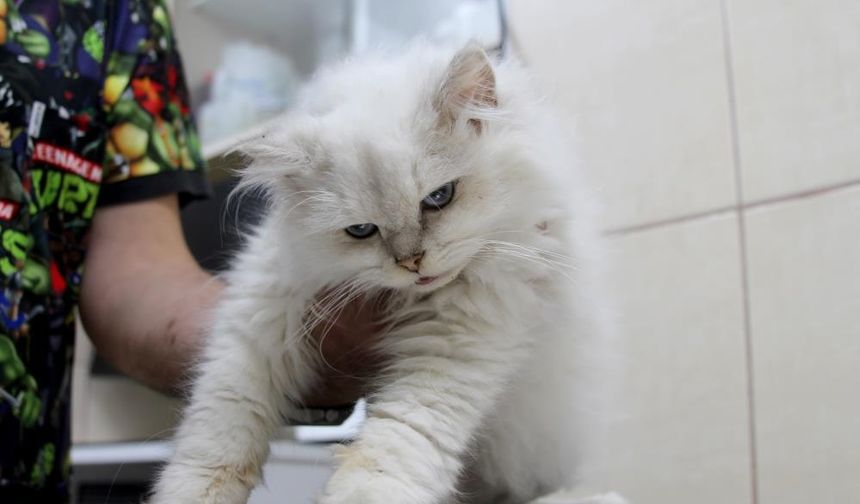 Dünyada görülmemiş hastalık bu kedide