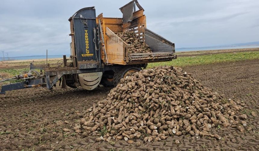 Bitlis’te pancar sökümü hızla devam ediyor
