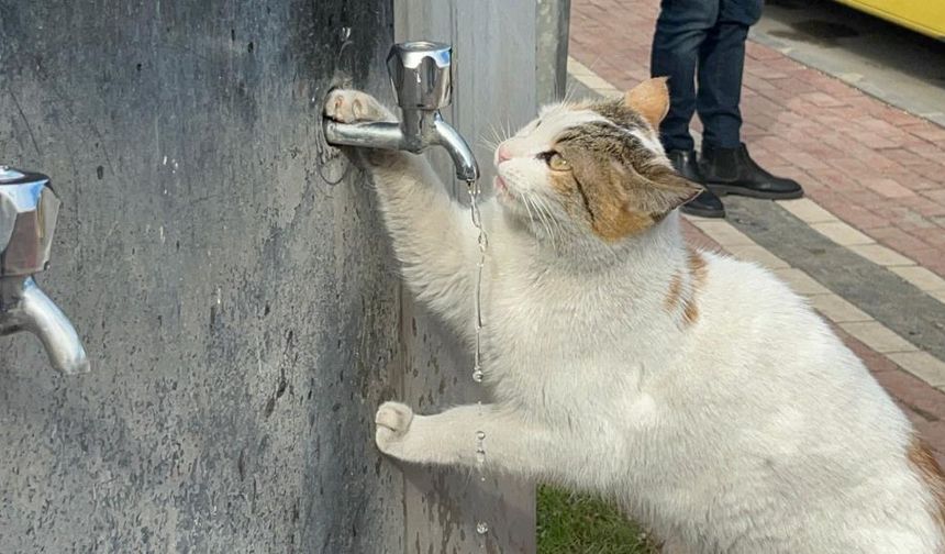 Batman’da susayan kedi, vatandaşların duyarlılığıyla su içti
