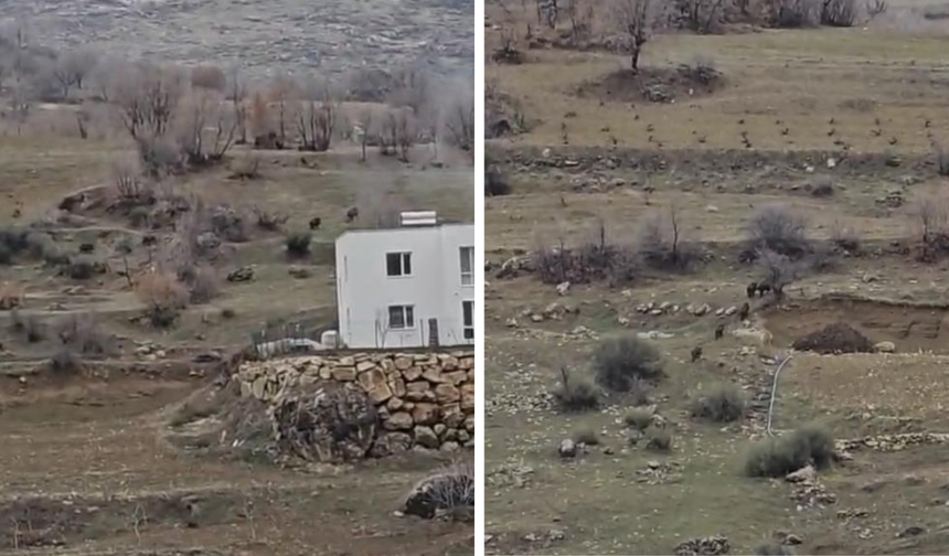 Diyarbakır’da korkutan görüntü! Domuz sürüsü mahalleye girdi