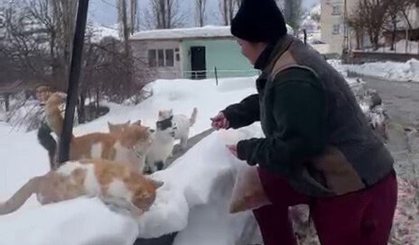 İstanbul'dan Diyarbakır'a gelerek sokak hayvanlarını besliyor