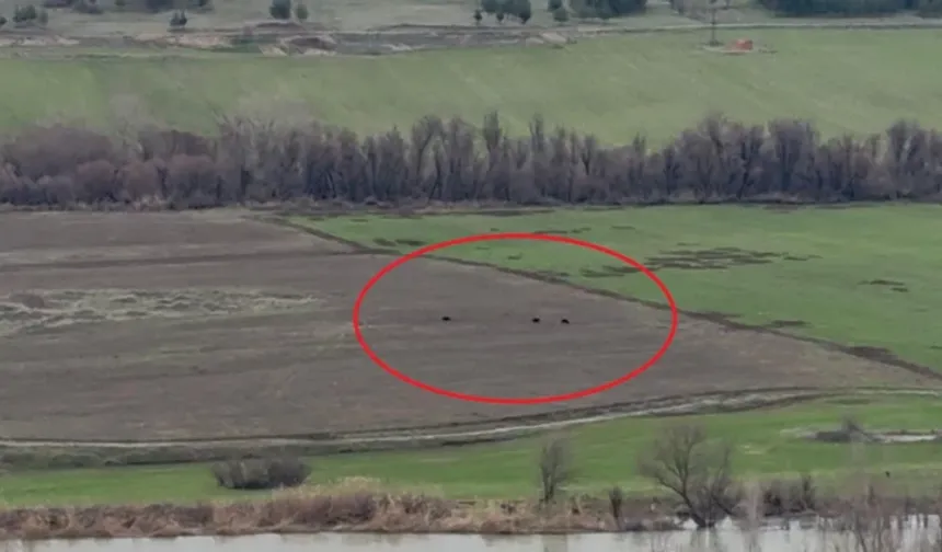 Diyarbakır’da Hevsel Bahçeleri’nde domuz sürüsü görüntülendi